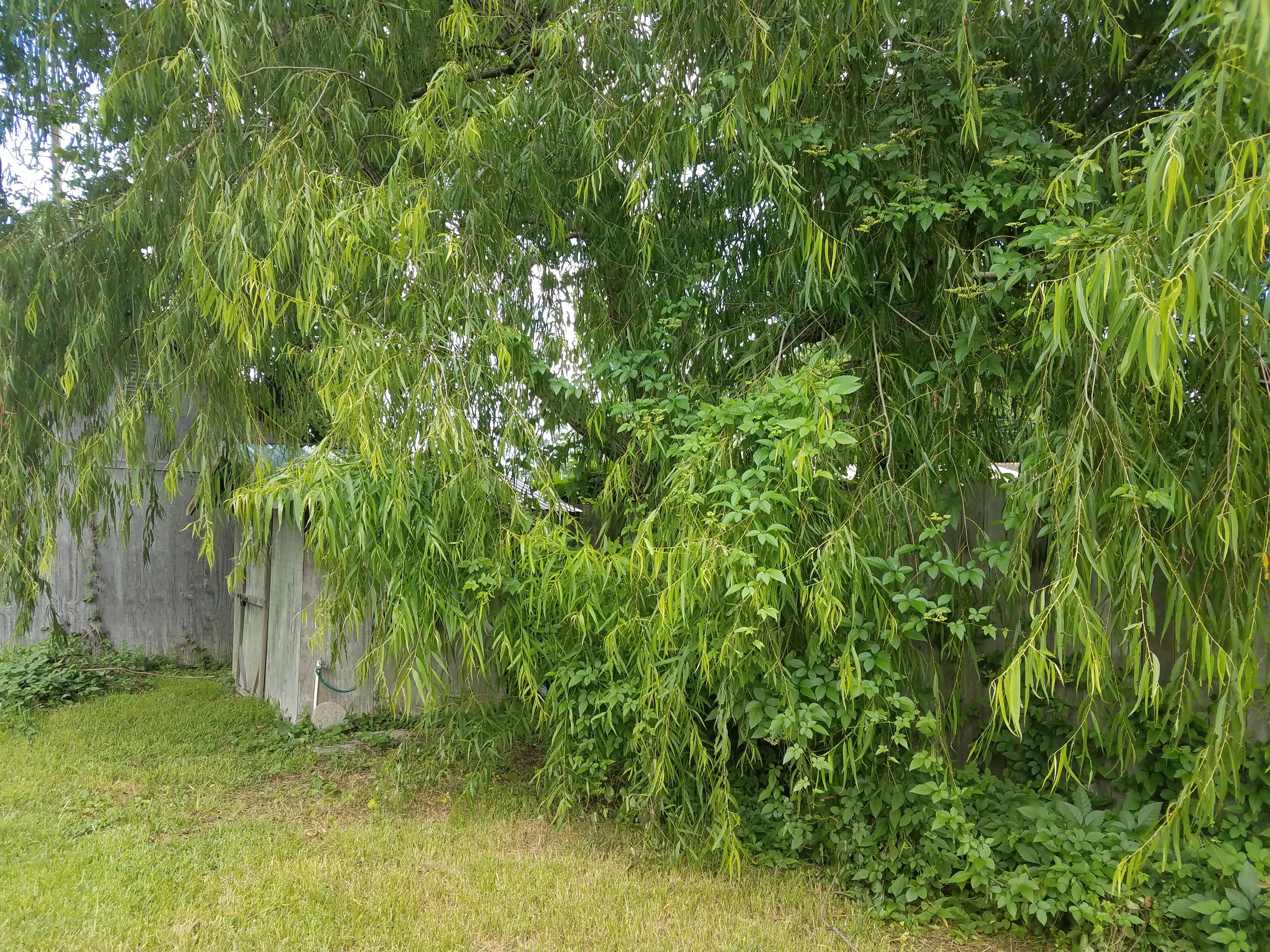 vines in trees.jpg thumbnail